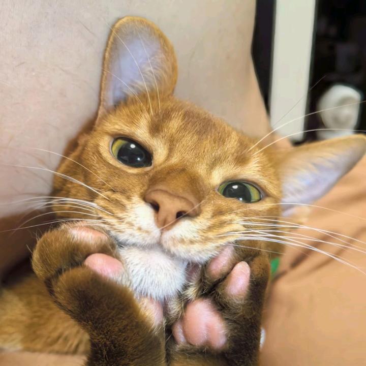 特务兔