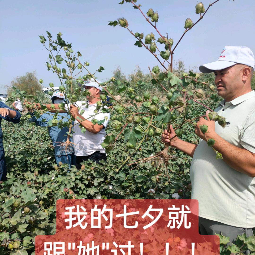 九城种业(北疆)