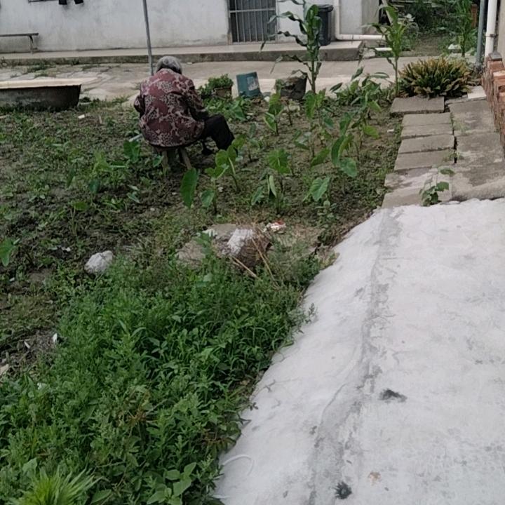 红红火火