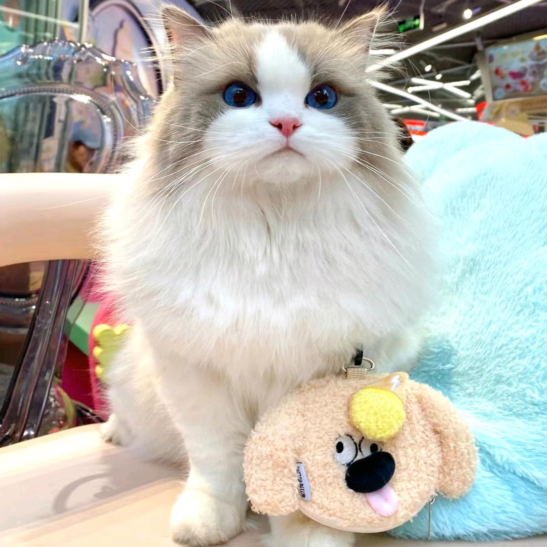 星星⭐✨永远自由