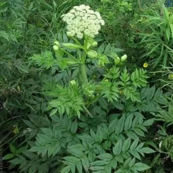 一切都如意