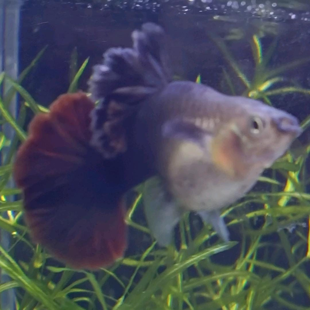 菊花翻褶扇孔🐤鱼