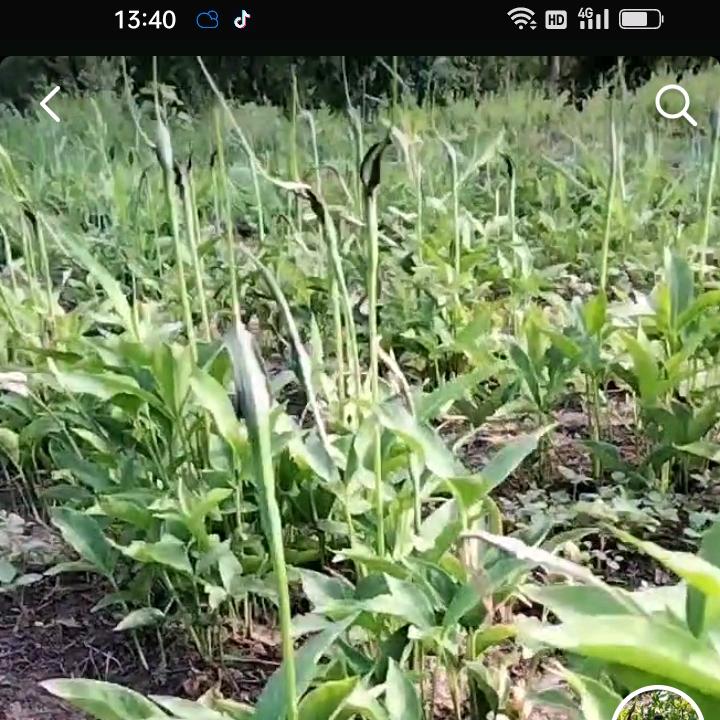 内蒙旱半夏药材独行者