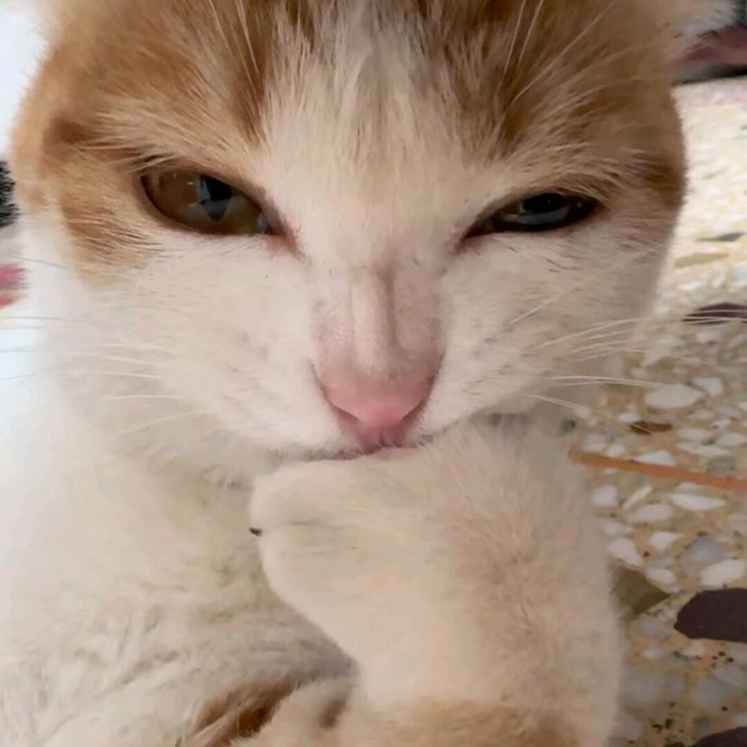 ◔.̮◔