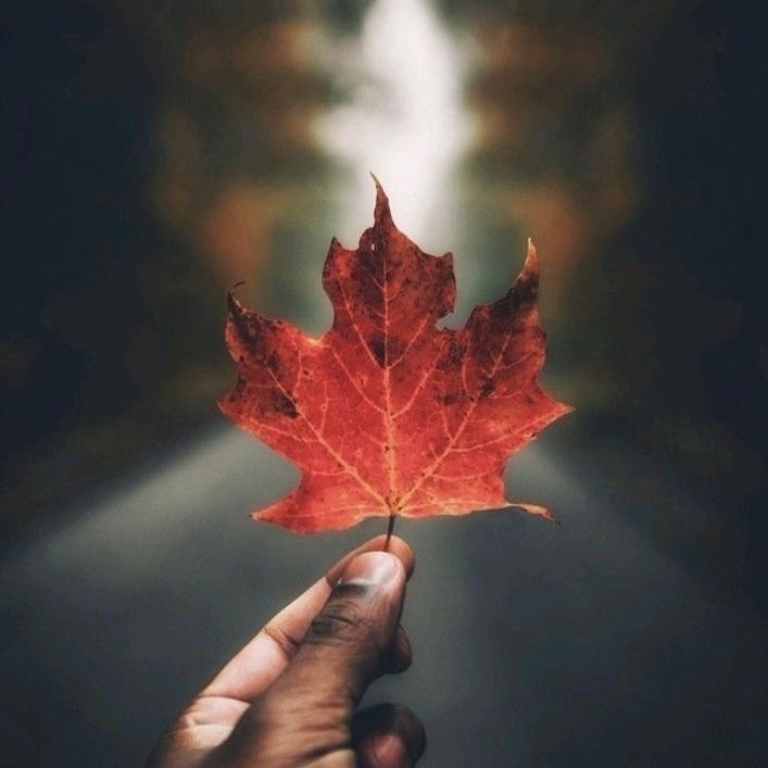 一片红叶向南飞