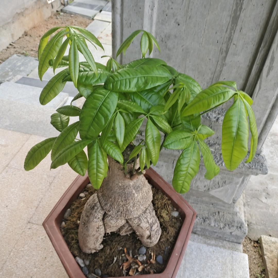 平平淡淡