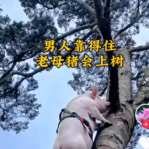 账号已停机