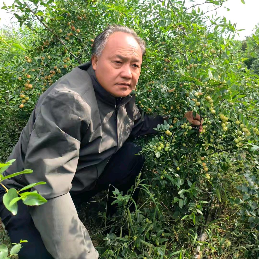 山西绛县禾益酸枣苗基地