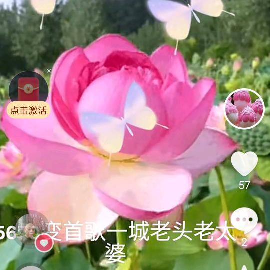 淡雅轻风晓月 ，🧡ྀི?🧡