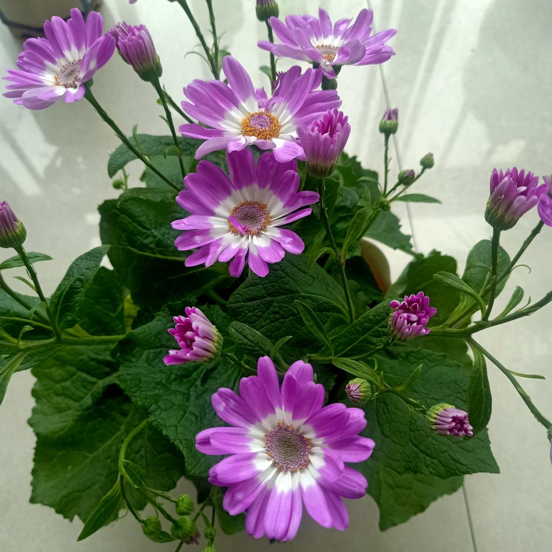 👯美丽人生👫