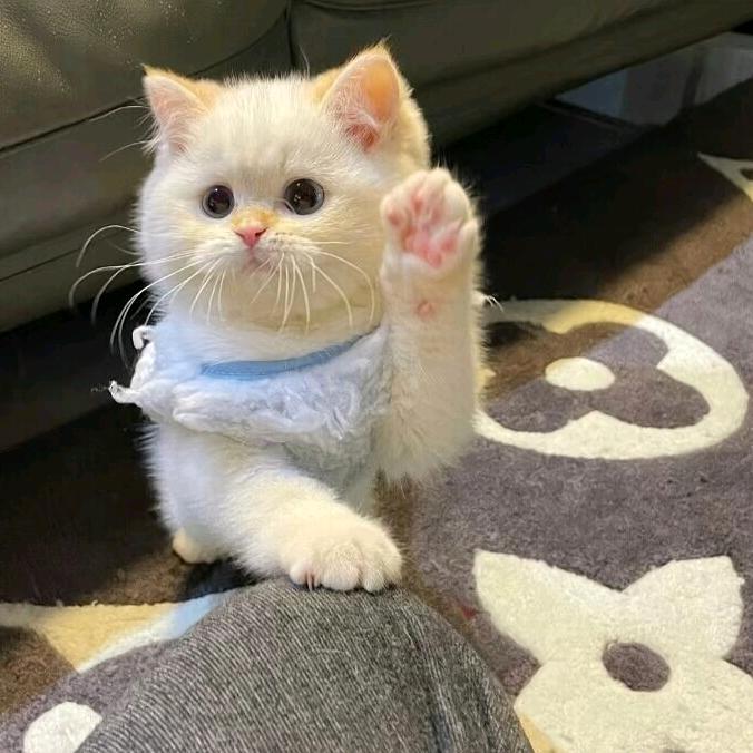 小布（加油）每天12:00直播