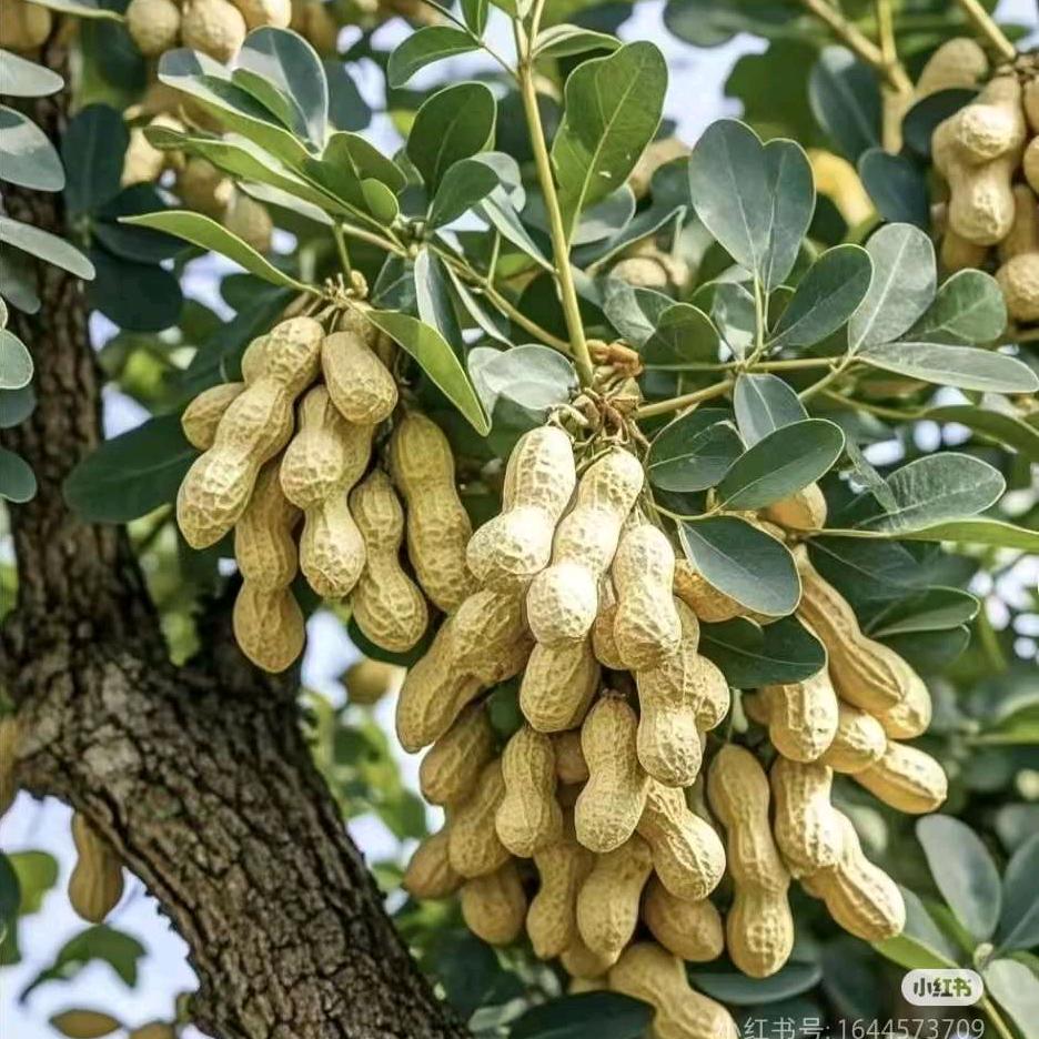 小数点
