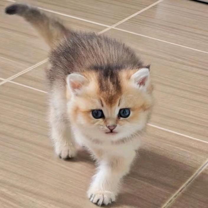 汤圆爱吃喵喵饭