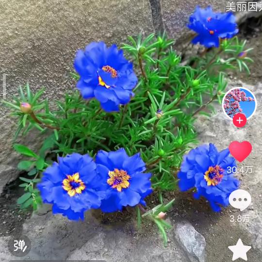 群星