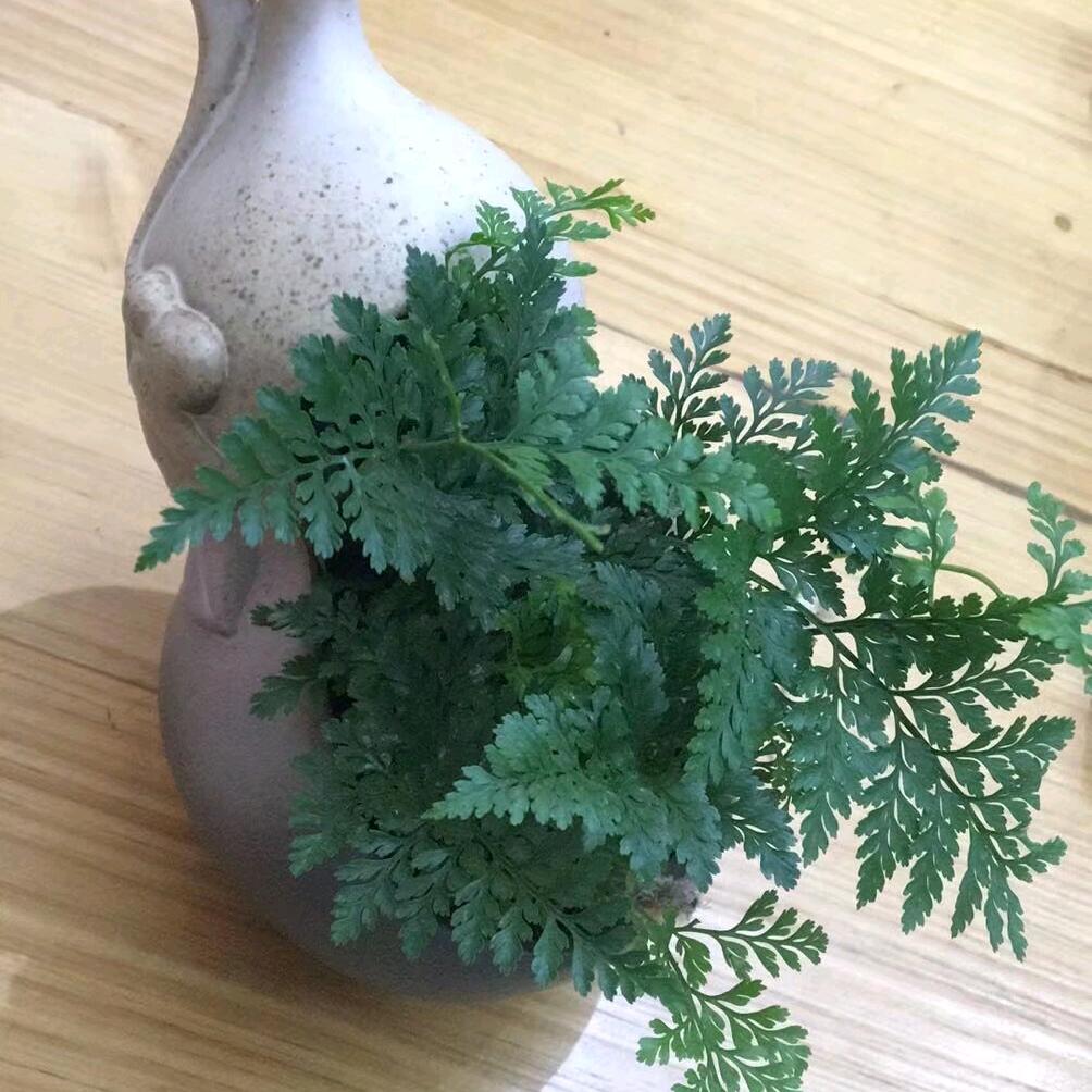 啊麦