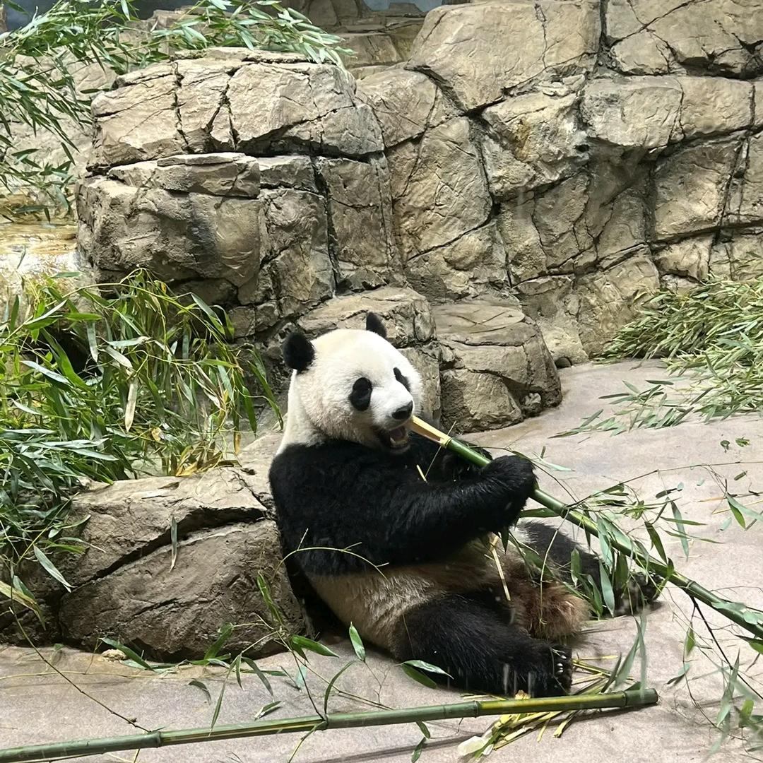沉默  🇨🇳