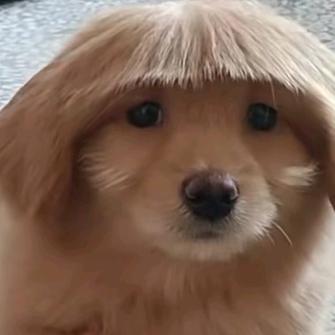 苏菲亚朵
