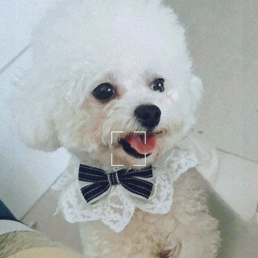 猪刚鬣的九尺钉耙