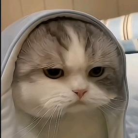 乌青不爱吃蟑螂