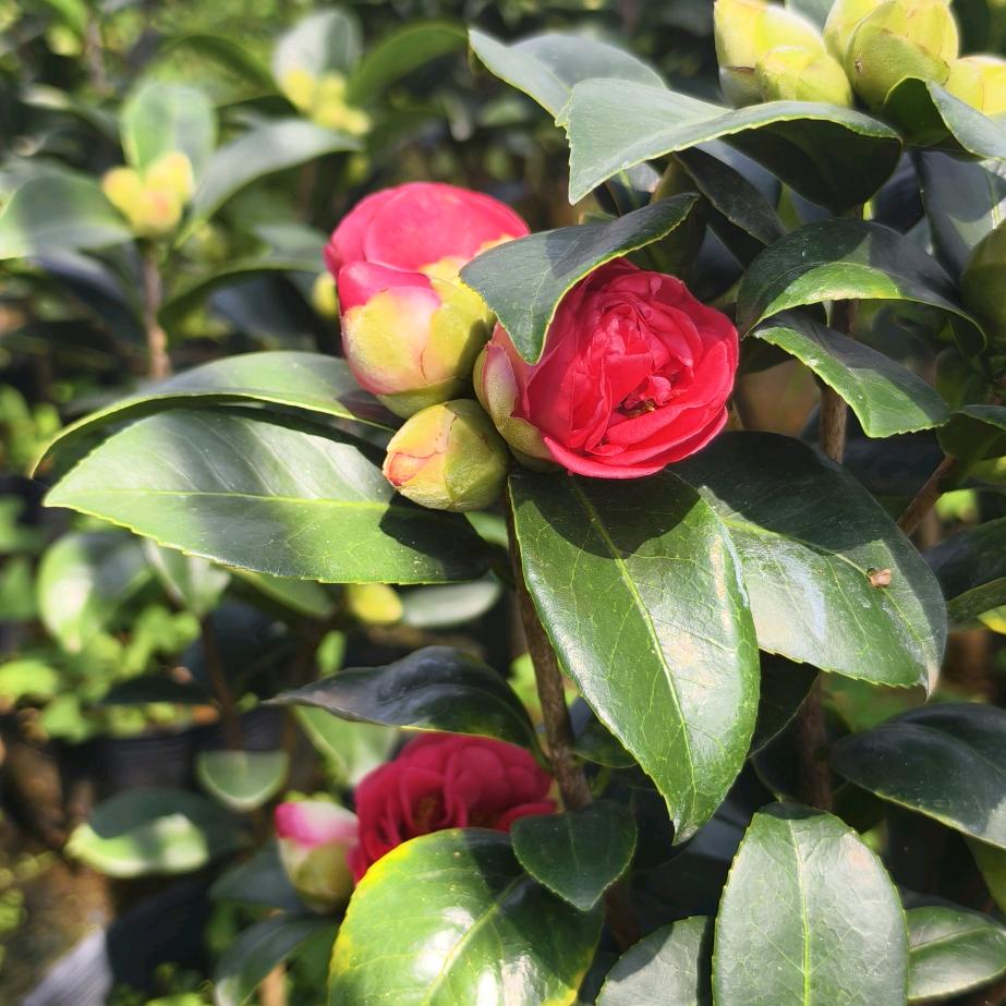 绿谷园艺臻选阁