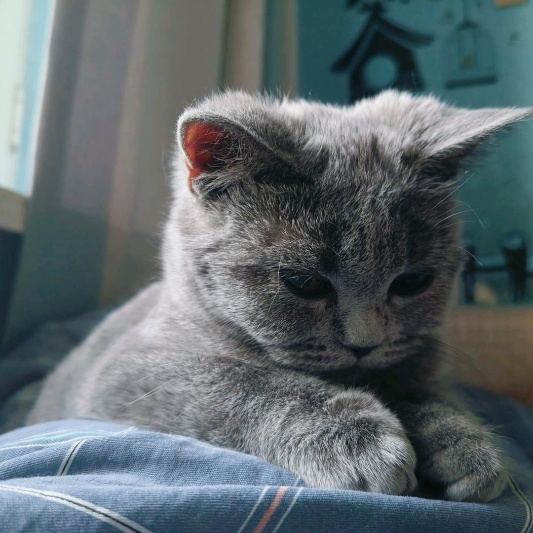 猪肉来了！