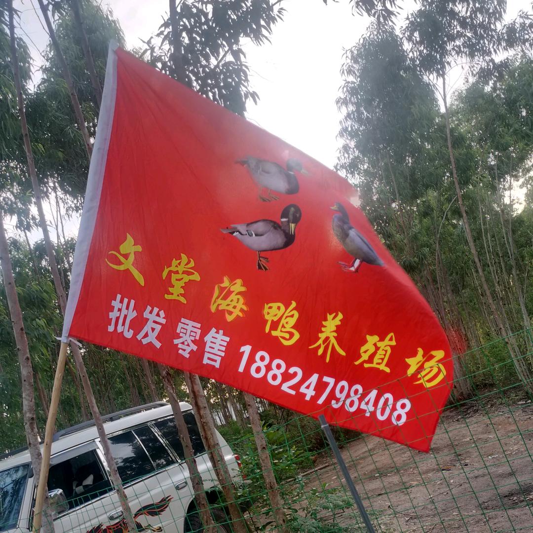 文堂海鸭养殖场