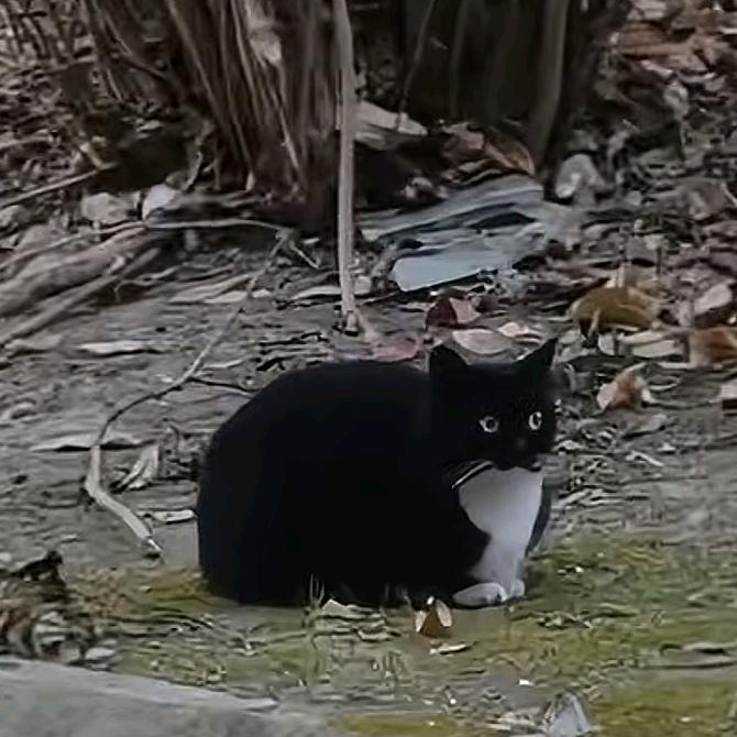 大臭猫