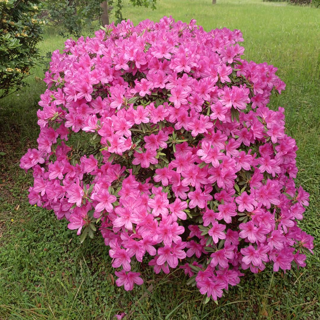 花开富贵好运来