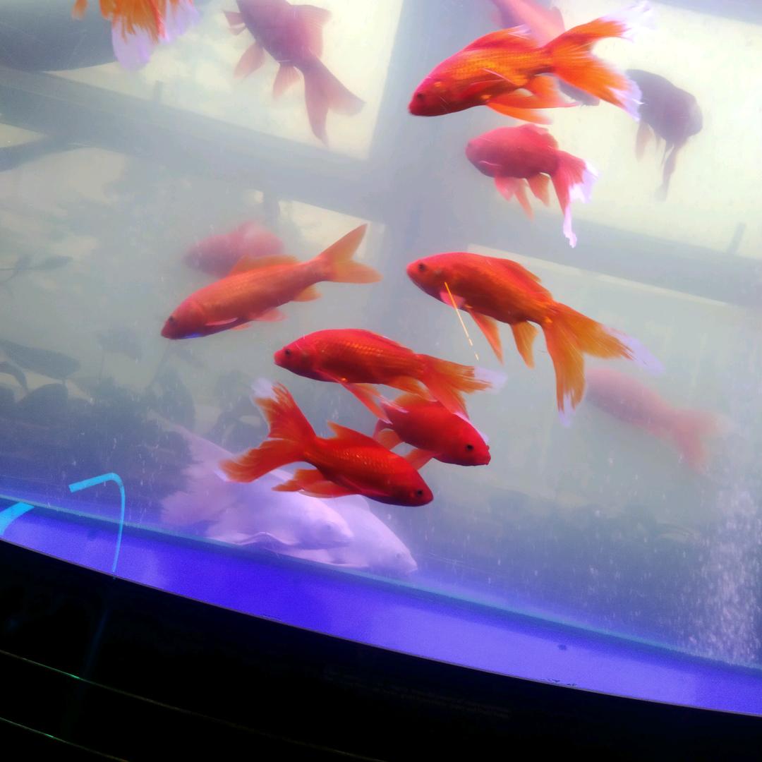 命运不如的天使