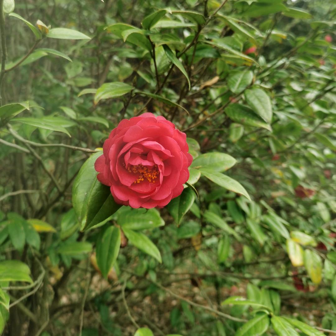 🌴🌺小幸运💦