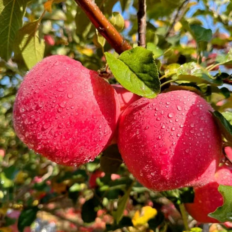 珍珍助农果园直发