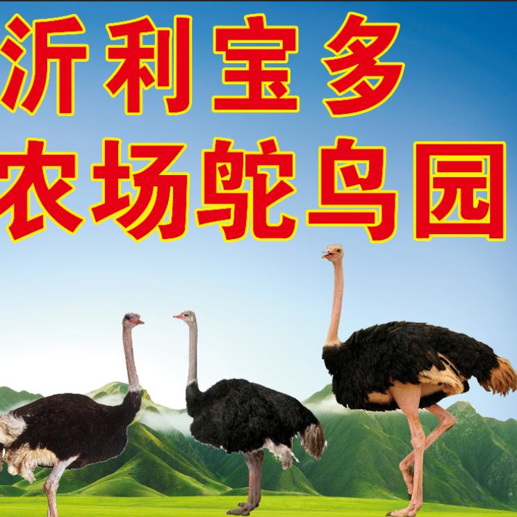 临沂利宝多鸵鸟园