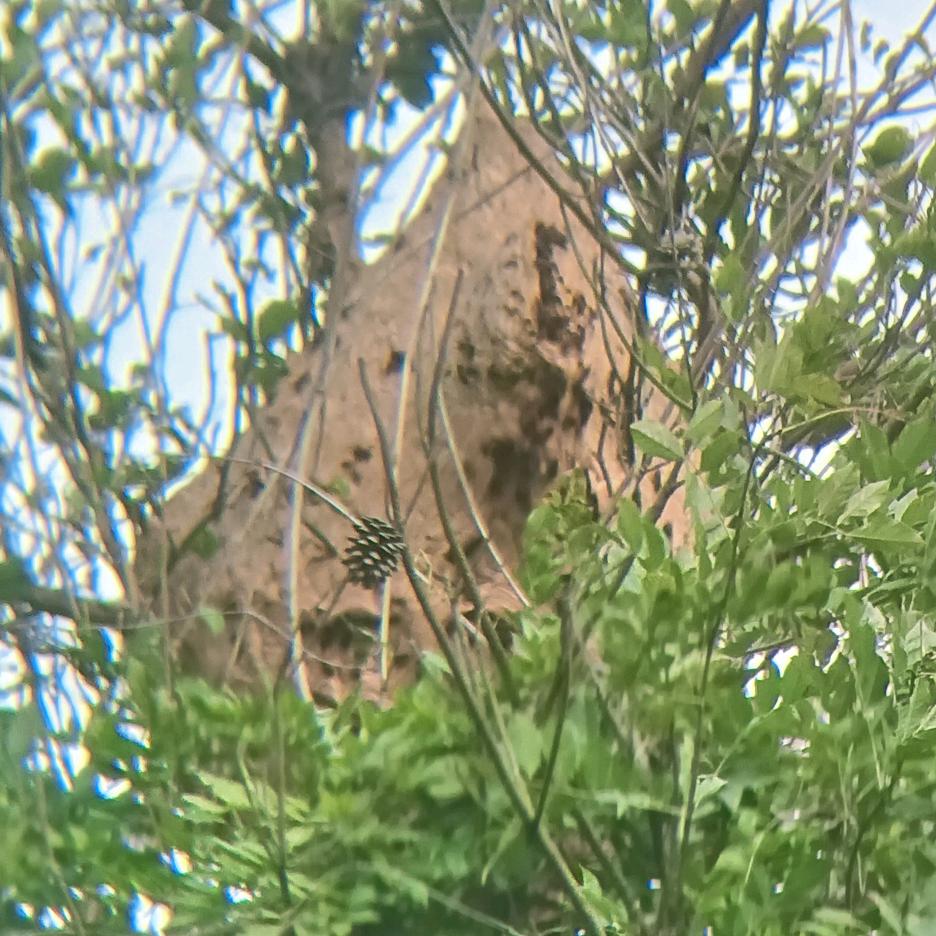浪子，在苏州卖蜂蛹