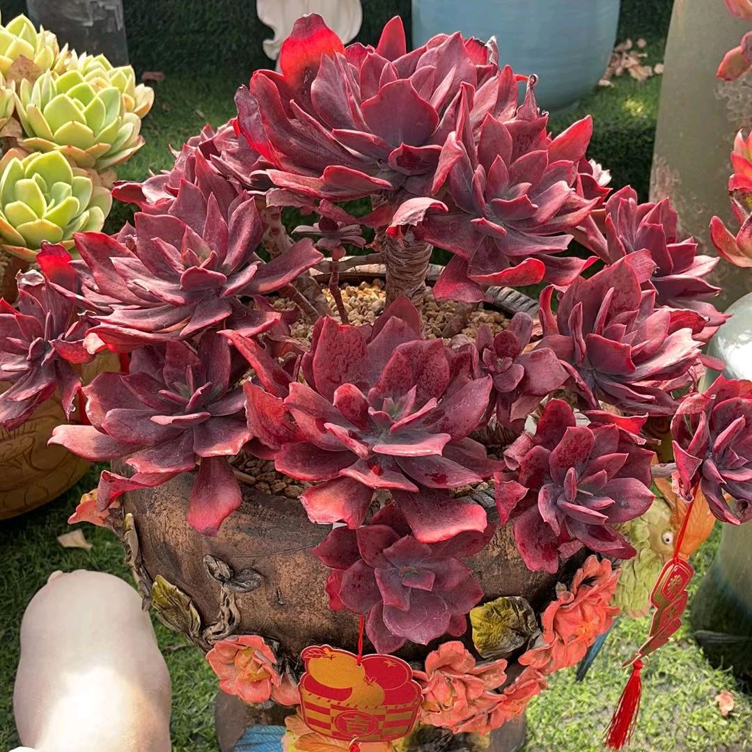 花木兰多肉花园