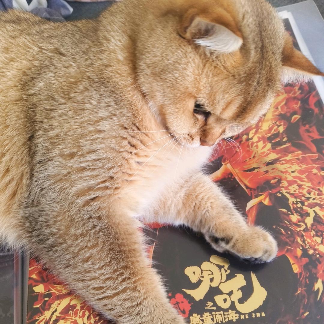 小云的书架
