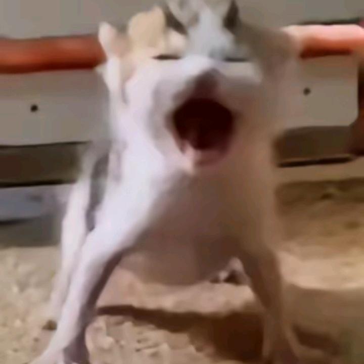 QQ