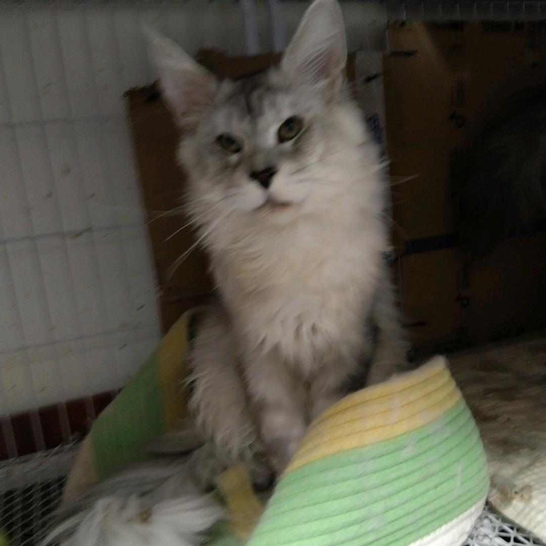 老五缅因猫舍
