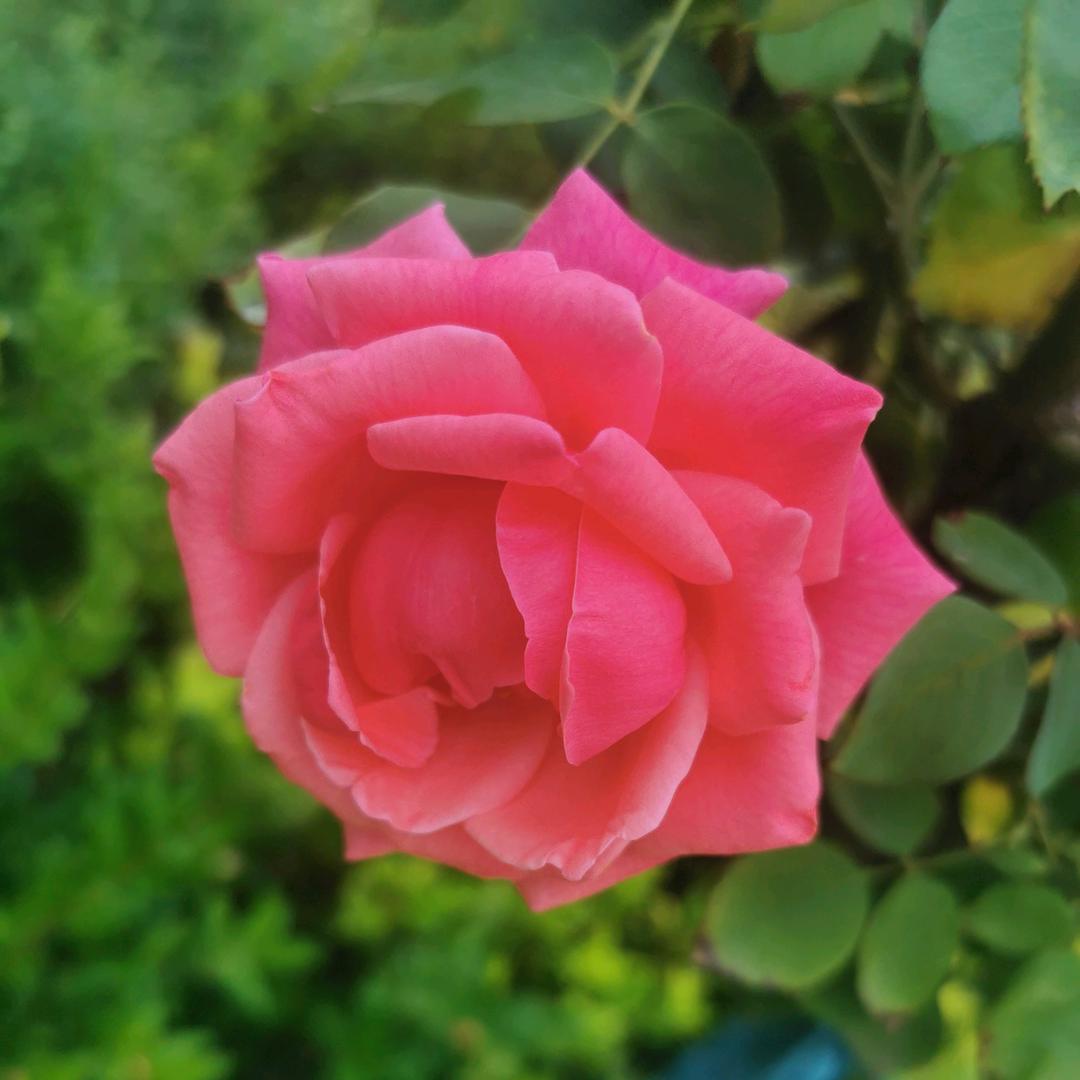 🥀এ᭄英英ꦿ࿐ᩚ