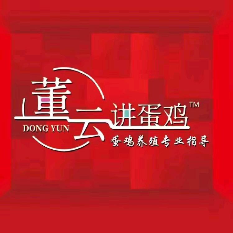 董云讲蛋鸡-小樊