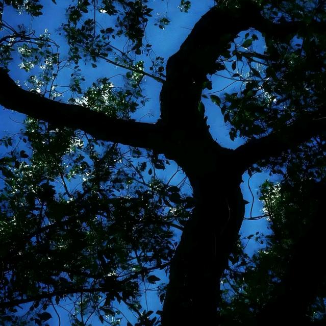 溪鱼美甲修练记