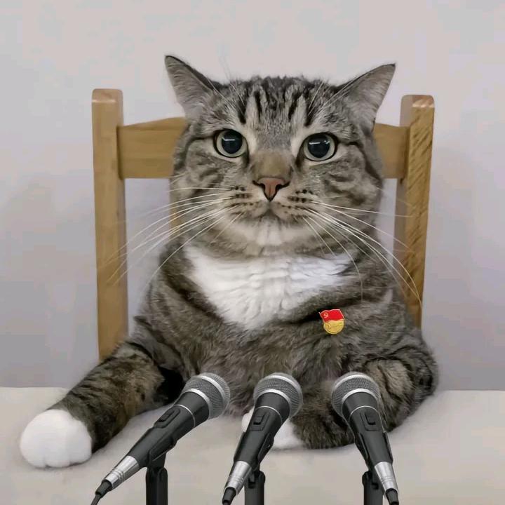猫猫处长