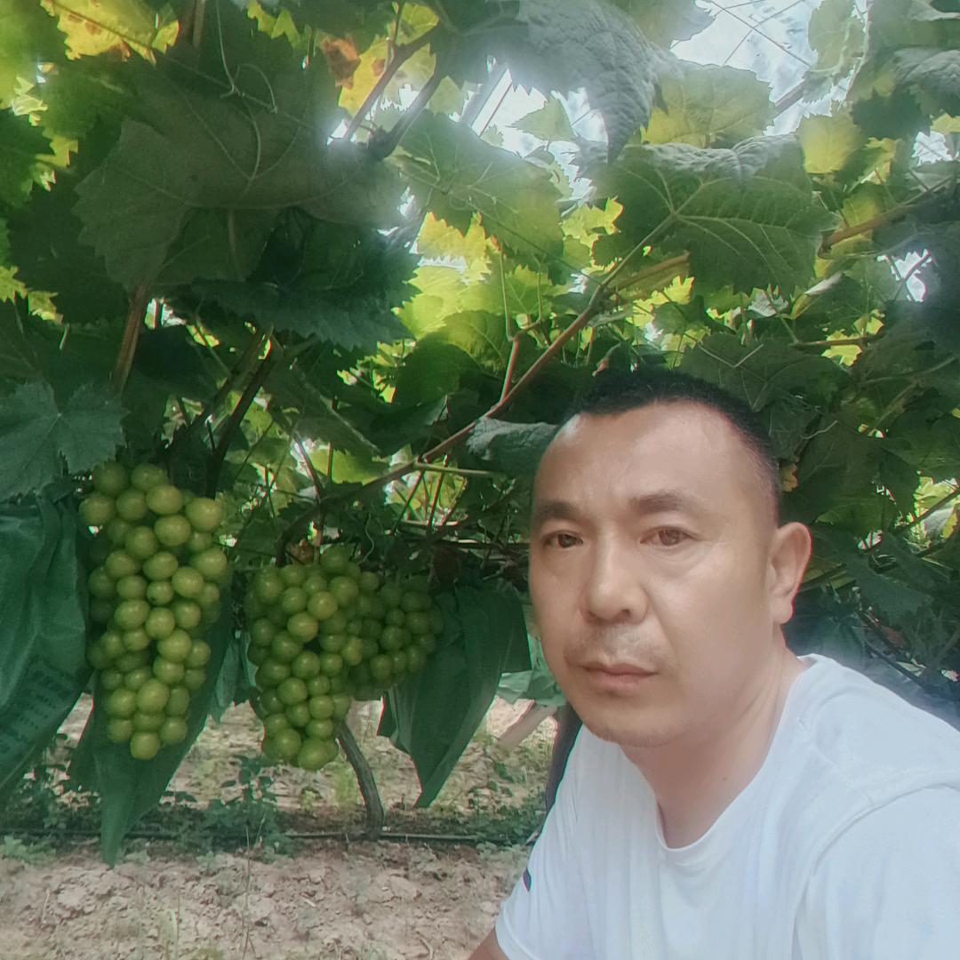 柠檬之冰