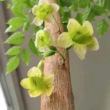 花满树绿植园艺馆龙血树基地