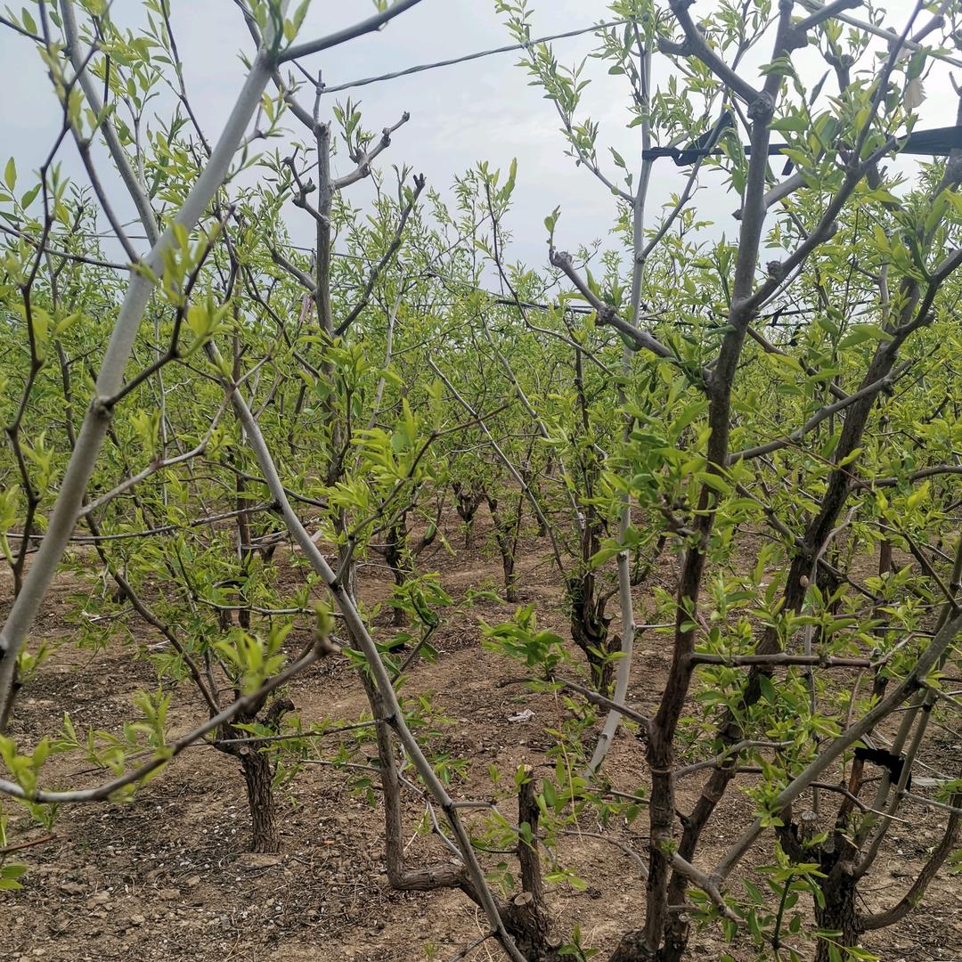 果好多山东沾化冬枣专业合作社