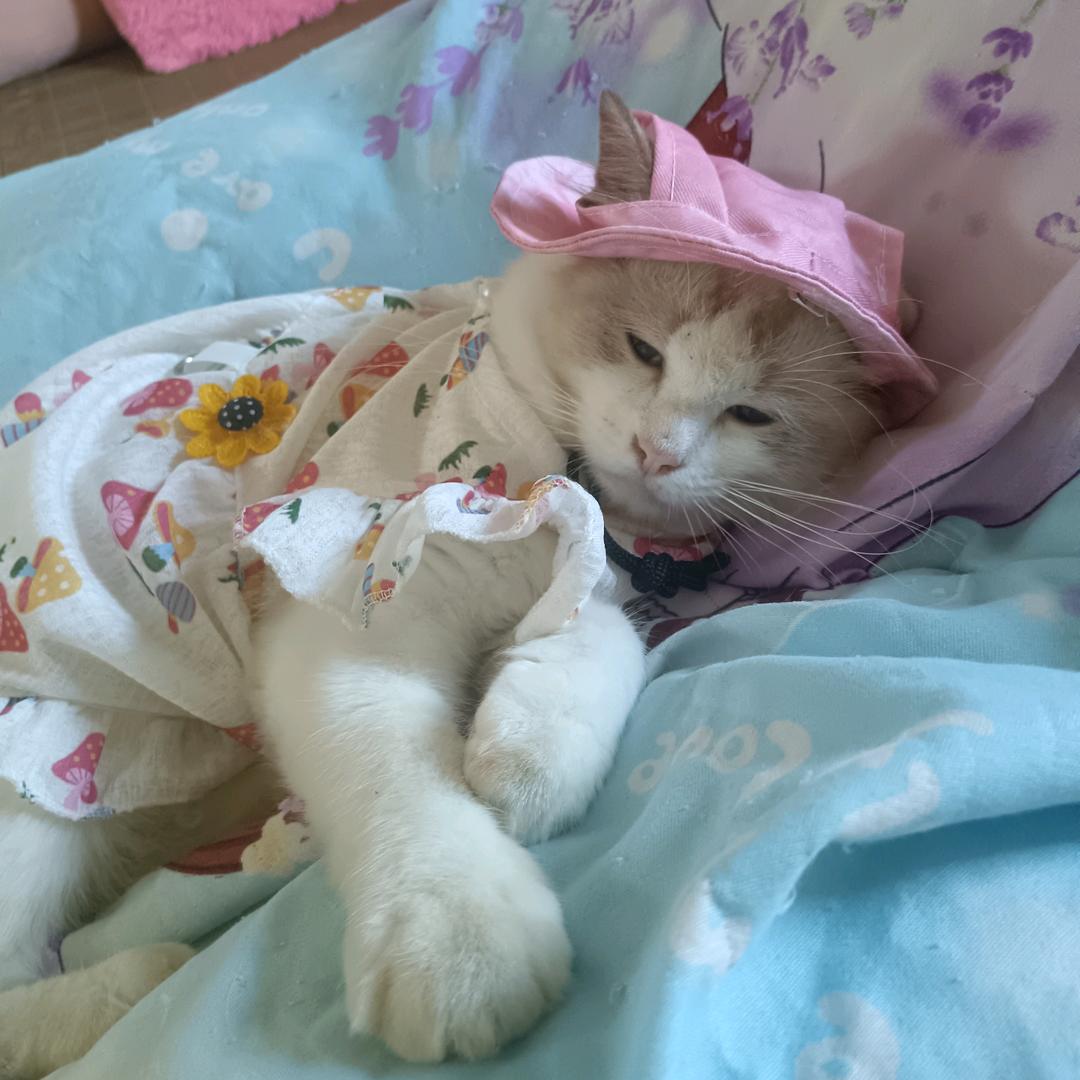 🐡🐡🌹缺氧的鱼🐡🐡