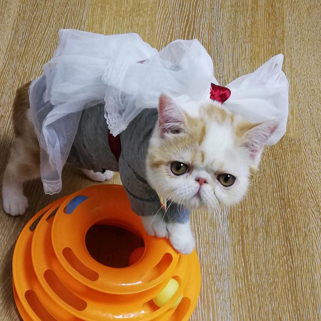 咖菲花