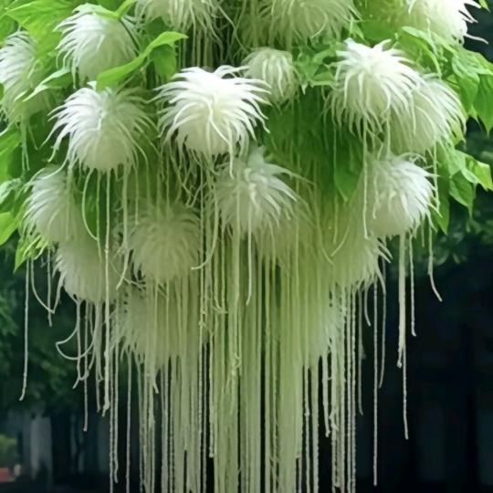 @ও🕊ꦿꦼ赵思᭄慕想꧔ꦿ࿐้