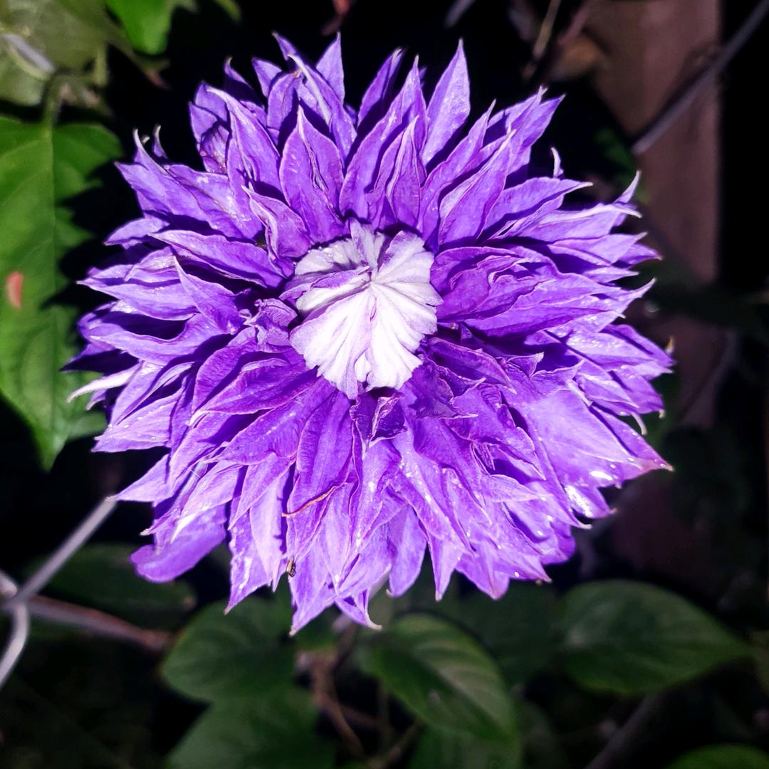 玉帝老儿他姓张