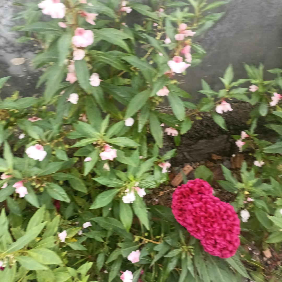 馨晨