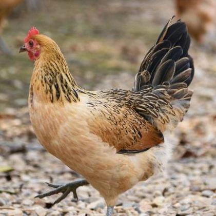 松滋神农食品有限公司